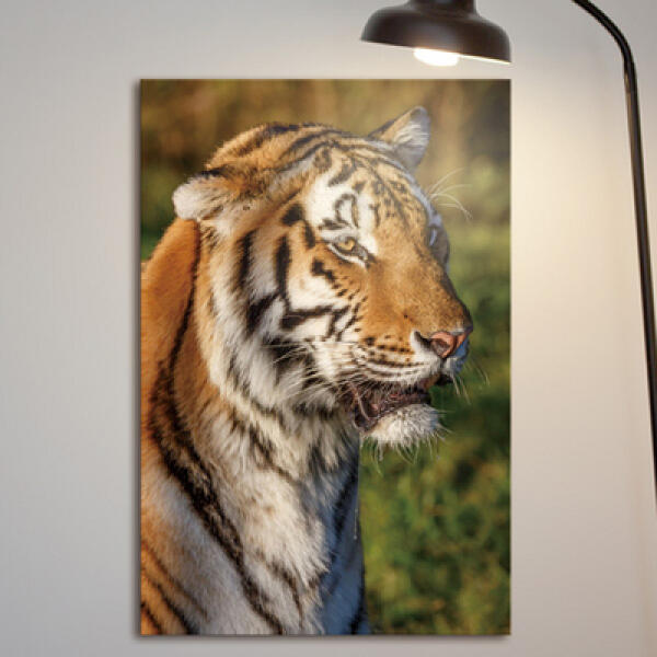 [보리보리] 아트박스 POOM 아트박스/꾸밈 cq108-고양이과 동물들_중형노프레임