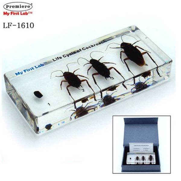 [보리보리] 오너클랜 프리미어 LF-1610 성장표본 바퀴벌레