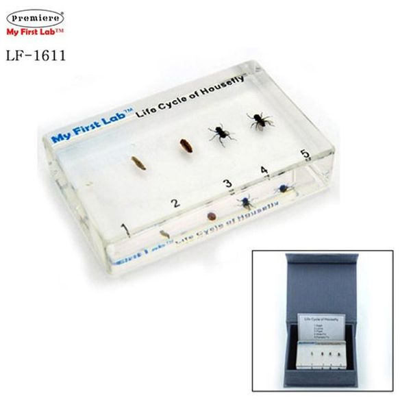 [보리보리] 오너클랜 프리미어 LF-1611 성장표본 파리