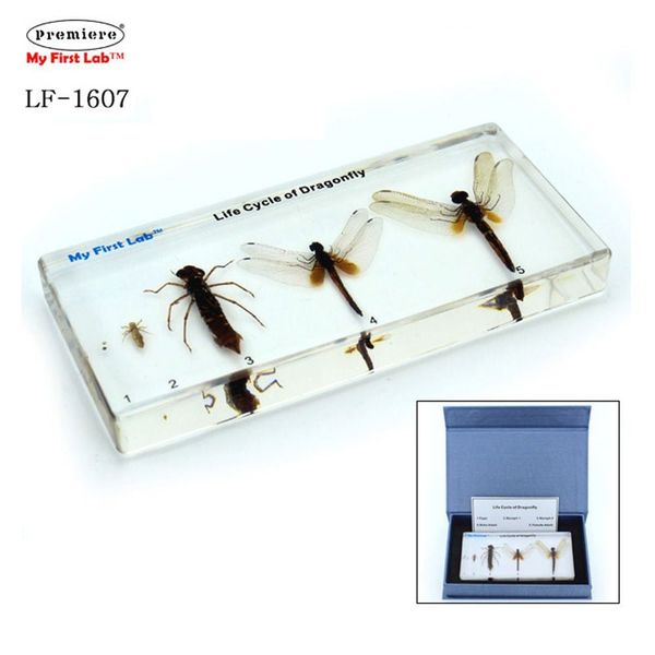 [보리보리] 오너클랜 프리미어 LF-1607 성장표본 잠자리