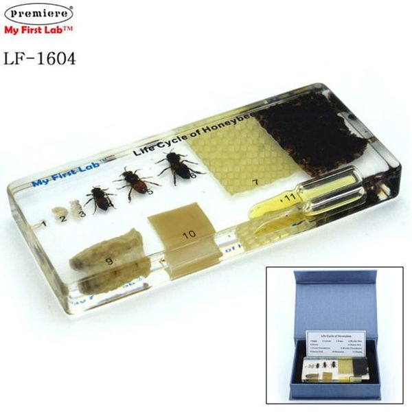 [보리보리] 오너클랜 프리미어 LF-1604 성장표본 꿀벌