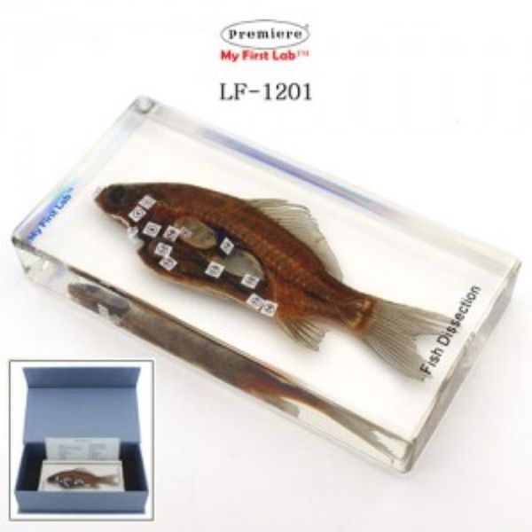[보리보리] 오너클랜 LF-1201 표본물고기해부